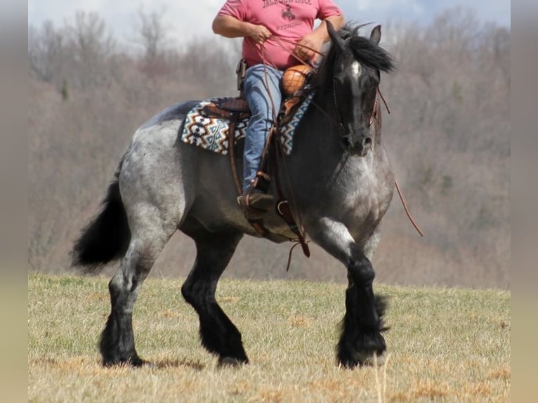 American Quarter Horse Ruin 15 Jaar Roan-Blue in Brodhead Ky