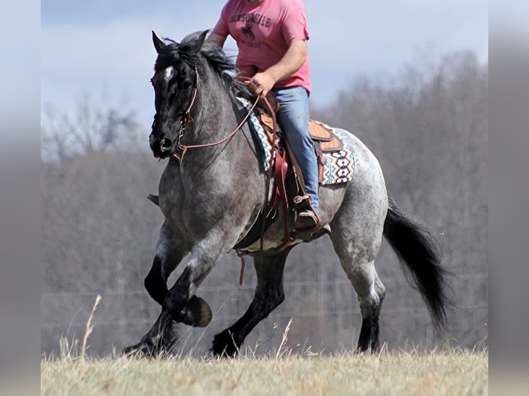 American Quarter Horse Ruin 15 Jaar Roan-Blue in Brodhead Ky