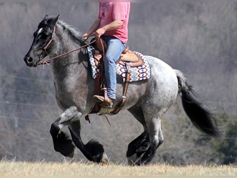 American Quarter Horse Ruin 15 Jaar Roan-Blue in Brodhead Ky