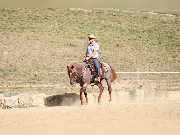 American Quarter Horse Ruin 15 Jaar Roan-Red in Millersburg