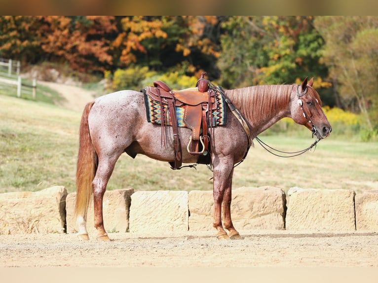 American Quarter Horse Ruin 15 Jaar Roan-Red in Millersburg