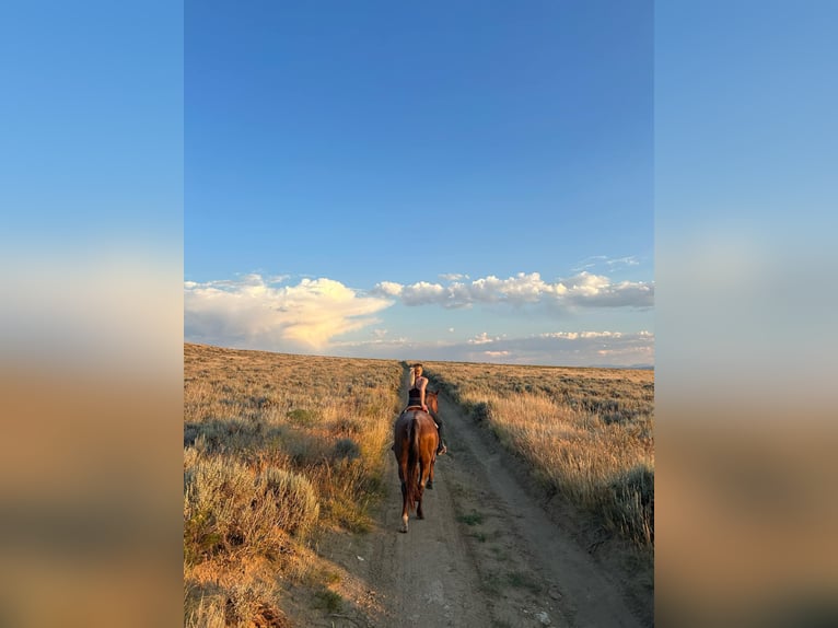 American Quarter Horse Ruin 15 Jaar Roan-Red in Cody WY