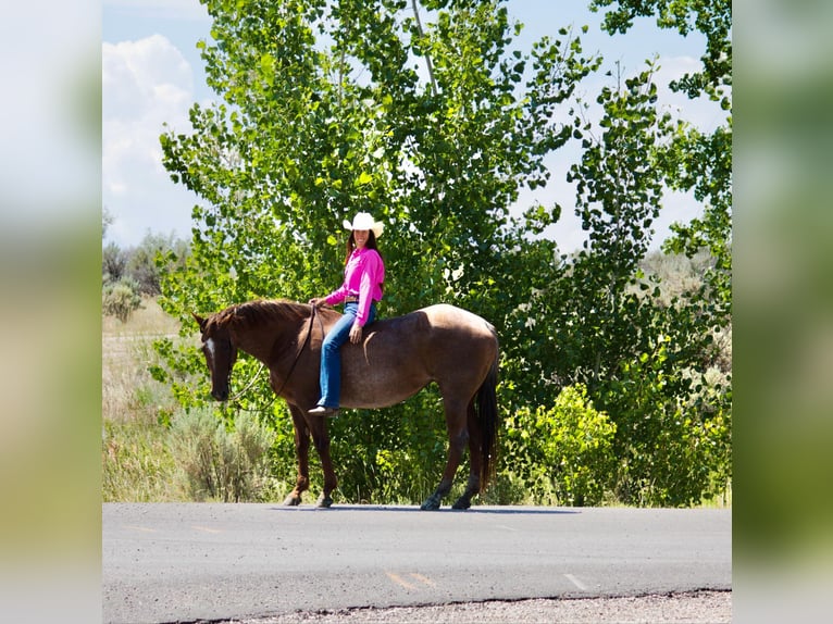 American Quarter Horse Ruin 15 Jaar Roan-Red in Cody WY