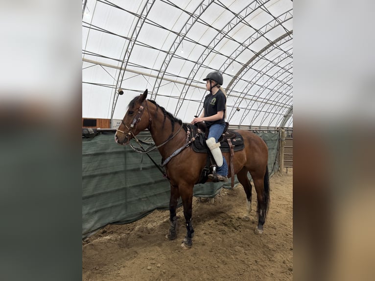 American Quarter Horse Mix Ruin 15 Jaar Roodbruin in Vienna