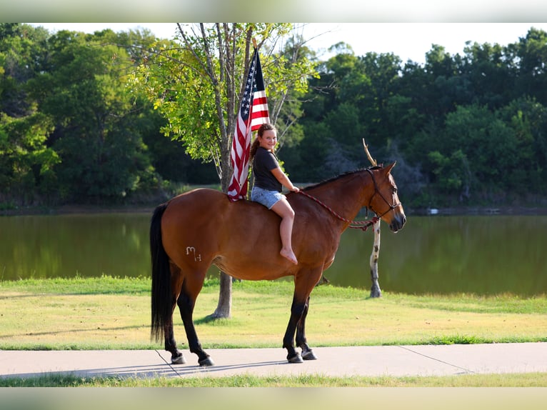 American Quarter Horse Ruin 15 Jaar Roodbruin in Terrell