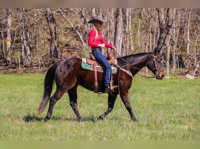 American Quarter Horse Ruin 15 Jaar Roodbruin in Hillsboro KY