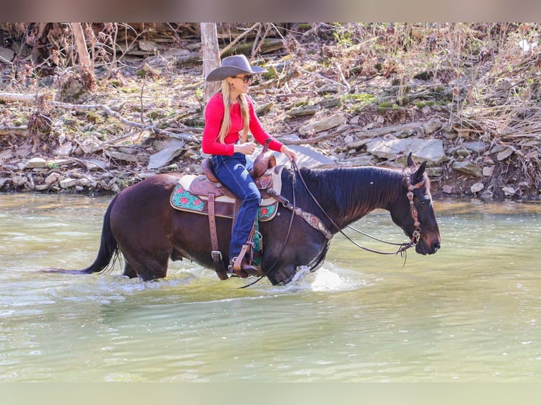 American Quarter Horse Ruin 15 Jaar Roodbruin in Hillsboro KY