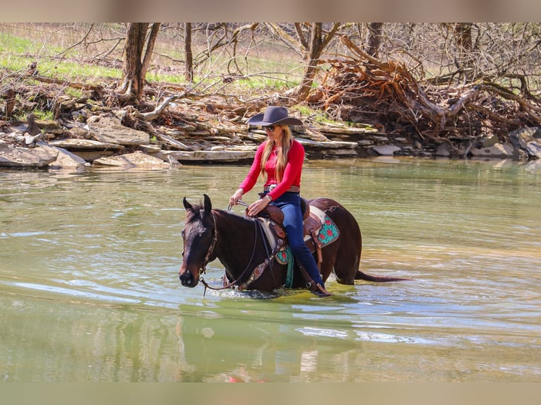 American Quarter Horse Ruin 15 Jaar Roodbruin in Hillsboro KY