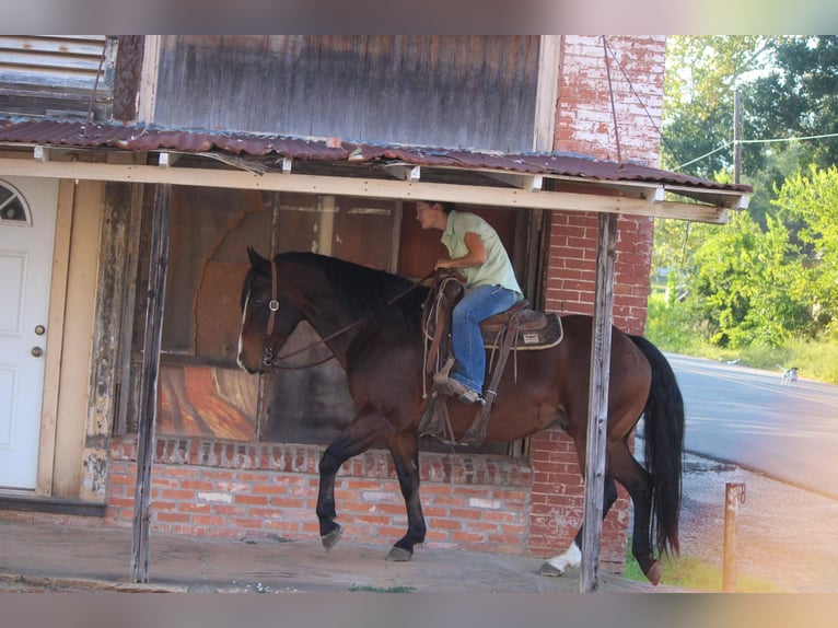 American Quarter Horse Ruin 15 Jaar Roodbruin in Rusk TX