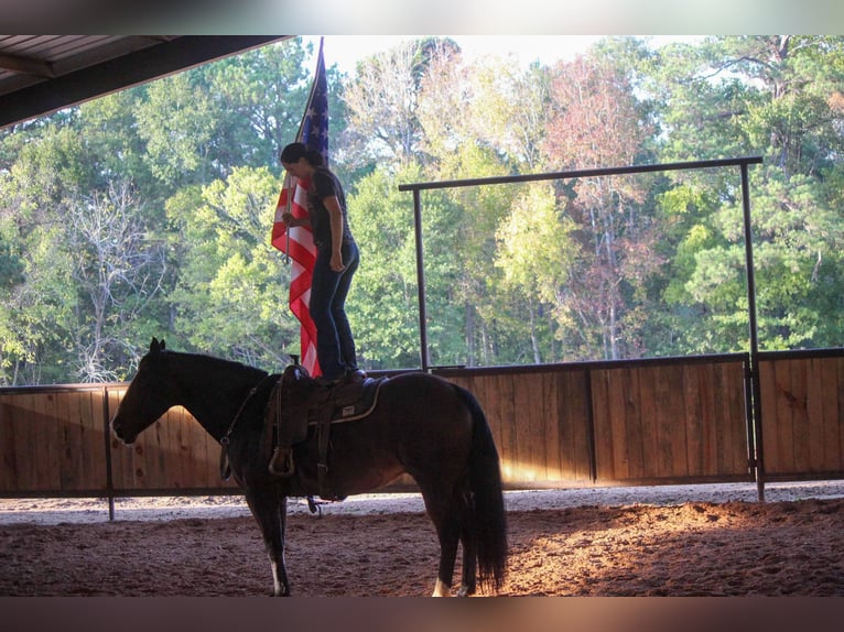 American Quarter Horse Ruin 15 Jaar Roodbruin in Rusk TX