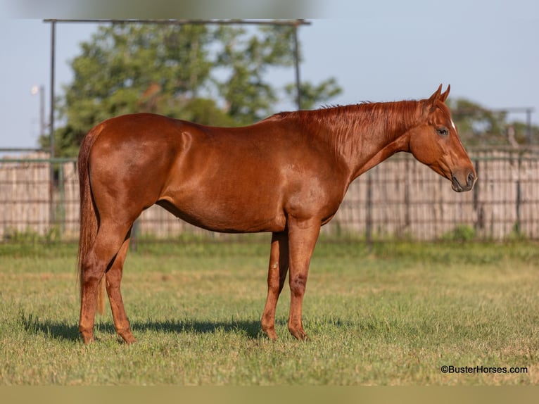 American Quarter Horse Ruin 15 Jaar Roodvos in Weatherford TX