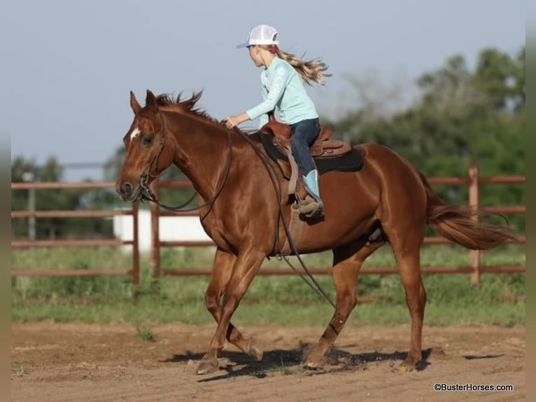 American Quarter Horse Ruin 15 Jaar Roodvos in Weatherford TX