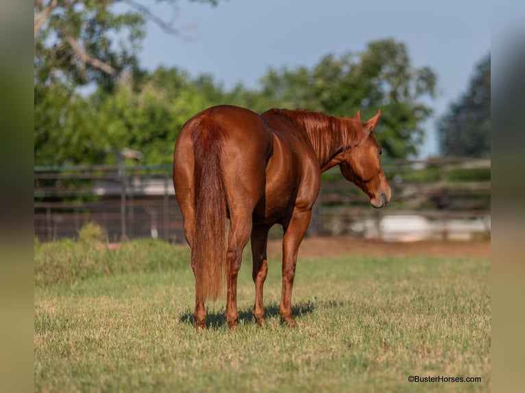 American Quarter Horse Ruin 15 Jaar Roodvos in Weatherford TX