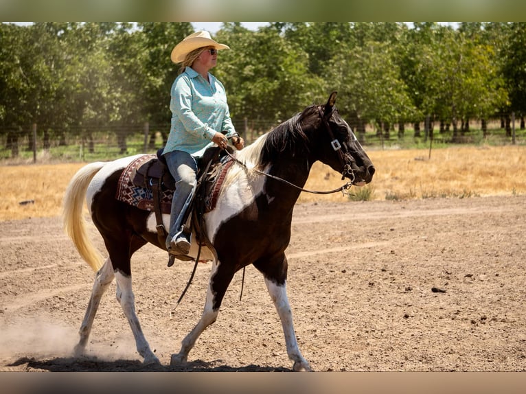 American Quarter Horse Ruin 15 Jaar Tobiano-alle-kleuren in Lodi CA