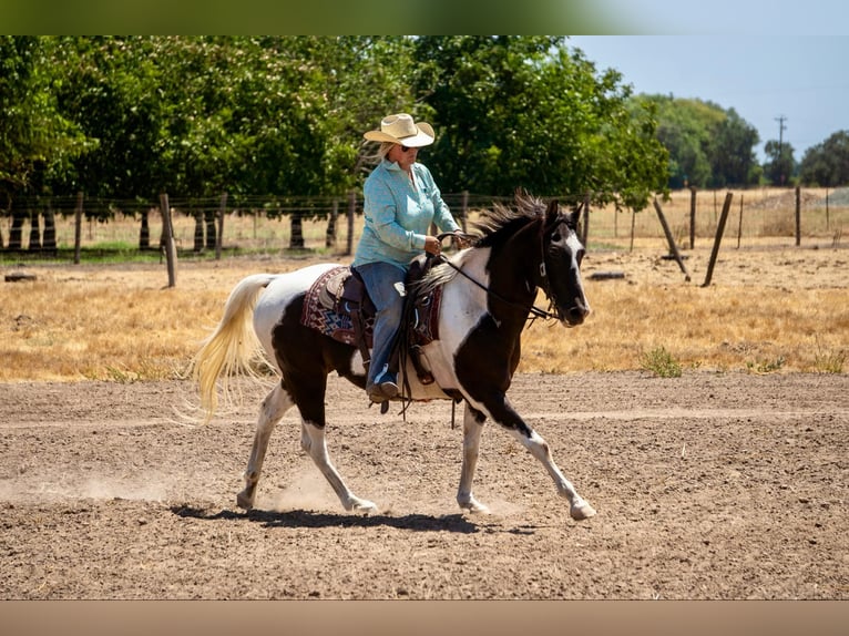 American Quarter Horse Ruin 15 Jaar Tobiano-alle-kleuren in Lodi CA