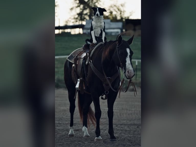 American Quarter Horse Mix Ruin 15 Jaar Zwart in Weatherford, TX