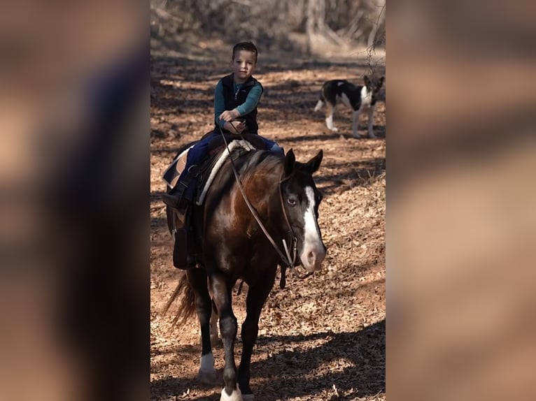American Quarter Horse Mix Ruin 15 Jaar Zwart in Weatherford, TX