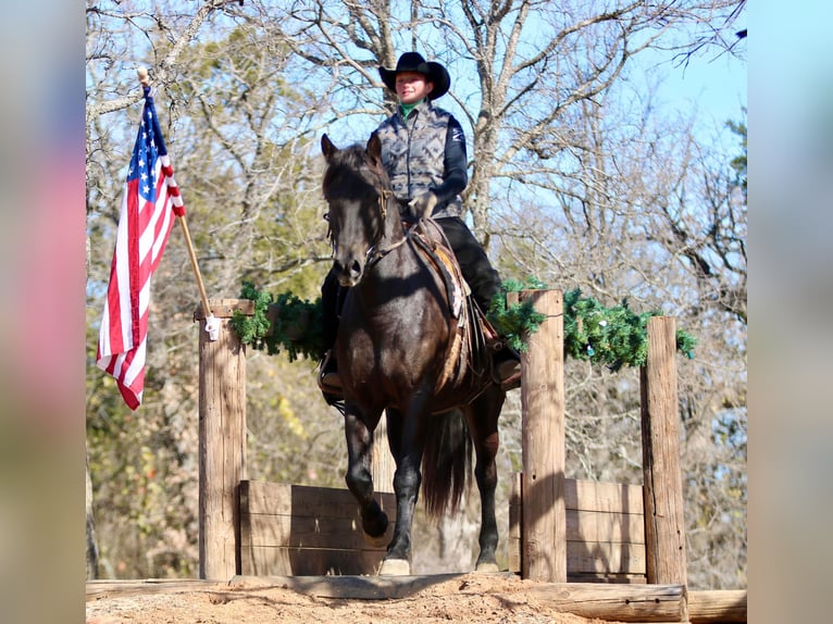 American Quarter Horse Ruin 15 Jaar Zwart in Athens KY