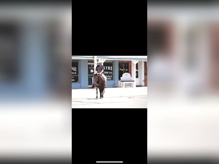 American Quarter Horse Ruin 16 Jaar 122 cm Zwart in Forney TX