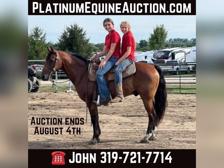 American Quarter Horse Ruin 16 Jaar 132 cm Roodbruin in Lisbon IA