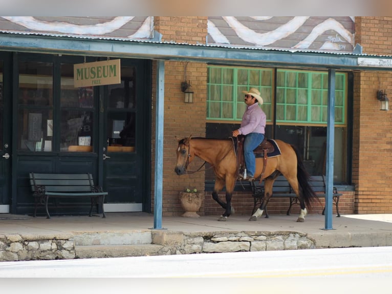 American Quarter Horse Ruin 16 Jaar 145 cm Buckskin in Stephenville TX
