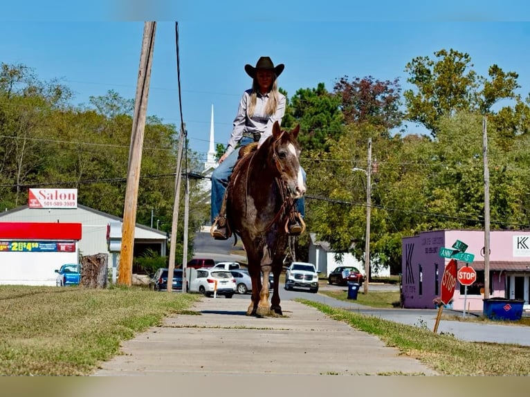 American Quarter Horse Ruin 16 Jaar 145 cm Roan-Red in Quitman AR