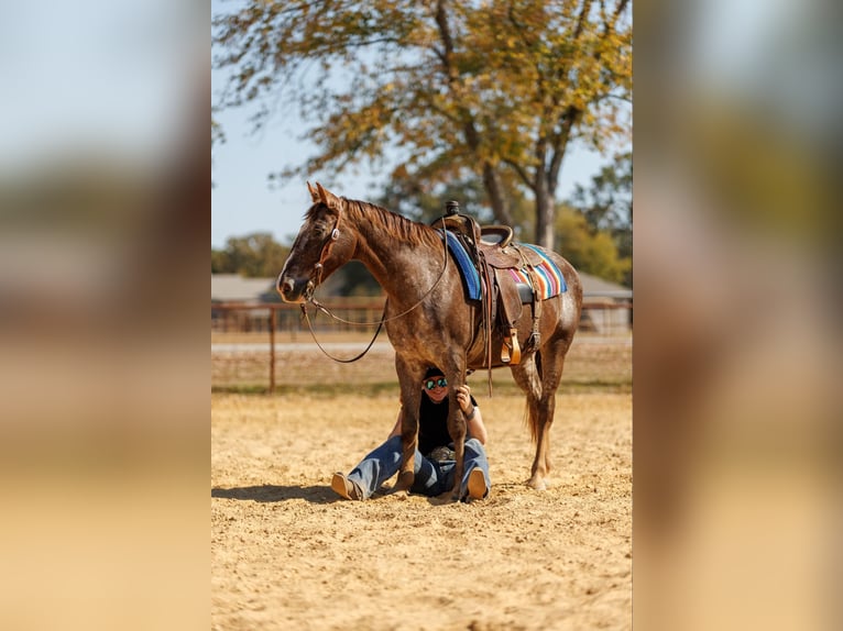 American Quarter Horse Ruin 16 Jaar 145 cm Roan-Red in Quitman AR