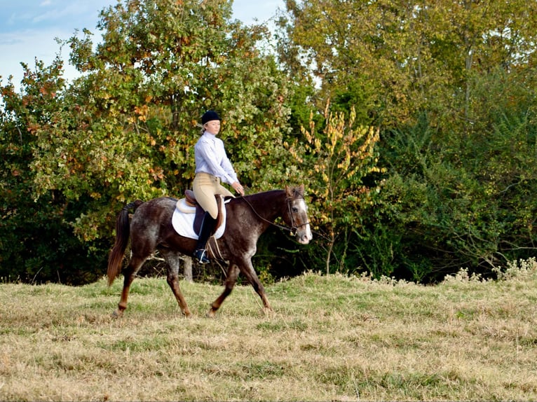 American Quarter Horse Ruin 16 Jaar 145 cm Roan-Red in Quitman AR