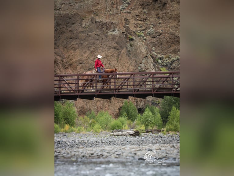 American Quarter Horse Ruin 16 Jaar 145 cm Roodvos in Cody