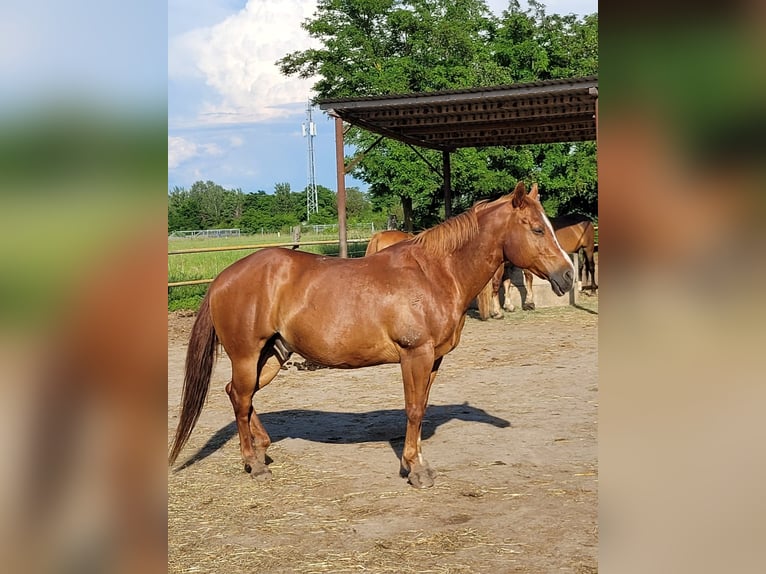 American Quarter Horse Ruin 16 Jaar 146 cm Vos in Schrick