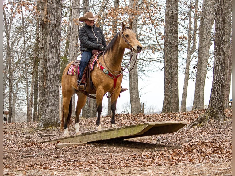 American Quarter Horse Ruin 16 Jaar 147 cm Buckskin in Mountain Grove MO