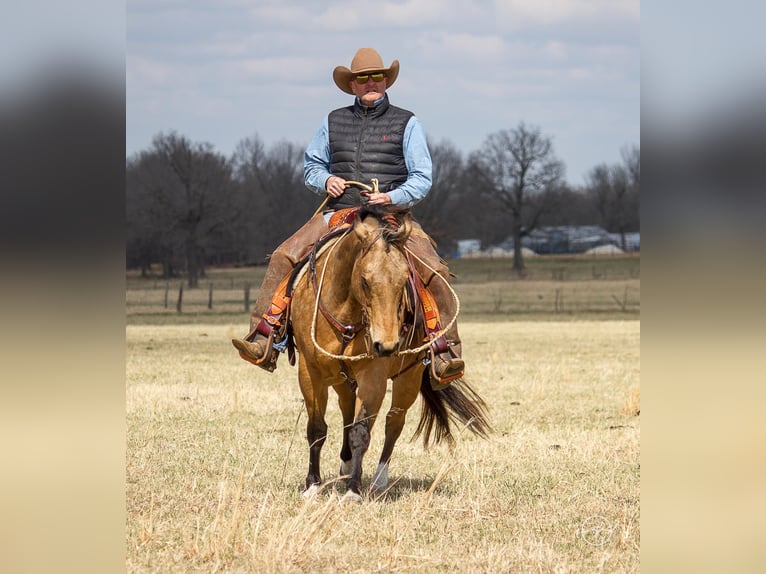 American Quarter Horse Ruin 16 Jaar 147 cm Buckskin in Mountain Grove MO