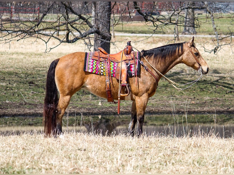 American Quarter Horse Ruin 16 Jaar 147 cm Buckskin in Mountain Grove MO