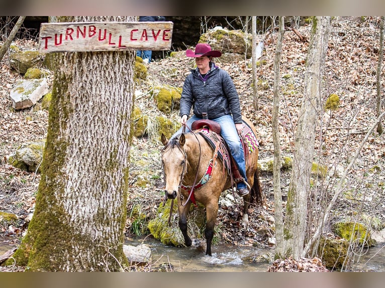 American Quarter Horse Ruin 16 Jaar 147 cm Buckskin in Mountain Grove MO