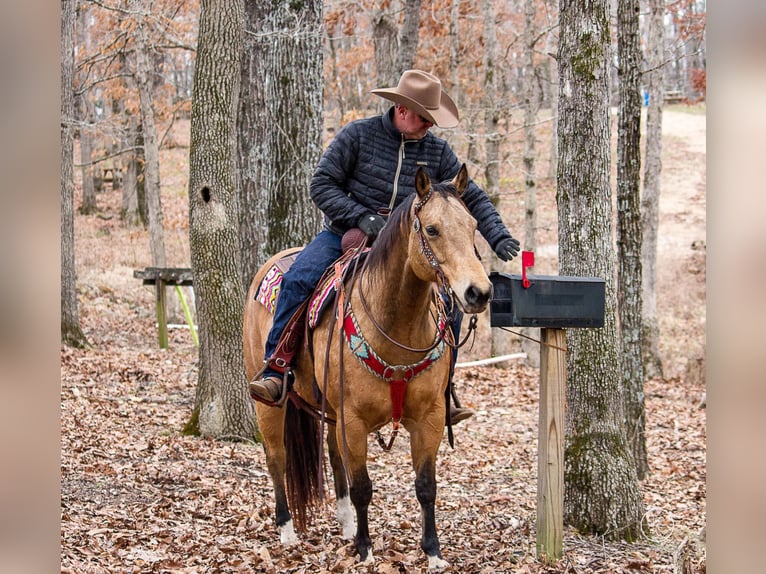 American Quarter Horse Ruin 16 Jaar 147 cm Buckskin in Mountain Grove MO