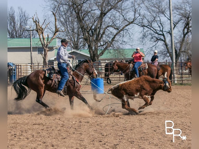 American Quarter Horse Ruin 16 Jaar 147 cm Roodbruin in Mountain Grove MO