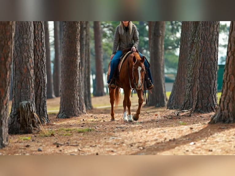 American Quarter Horse Ruin 16 Jaar 147 cm Roodvos in Quitman