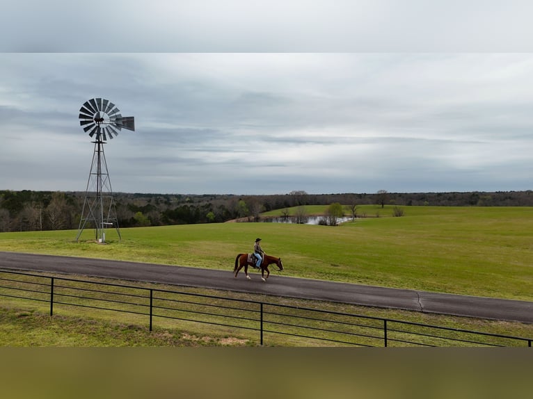 American Quarter Horse Ruin 16 Jaar 147 cm Roodvos in Quitman
