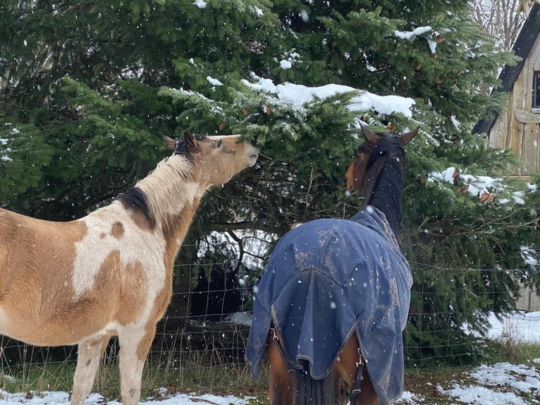 American Quarter Horse Mix Ruin 16 Jaar 150 cm Gevlekt-paard in Putlitz