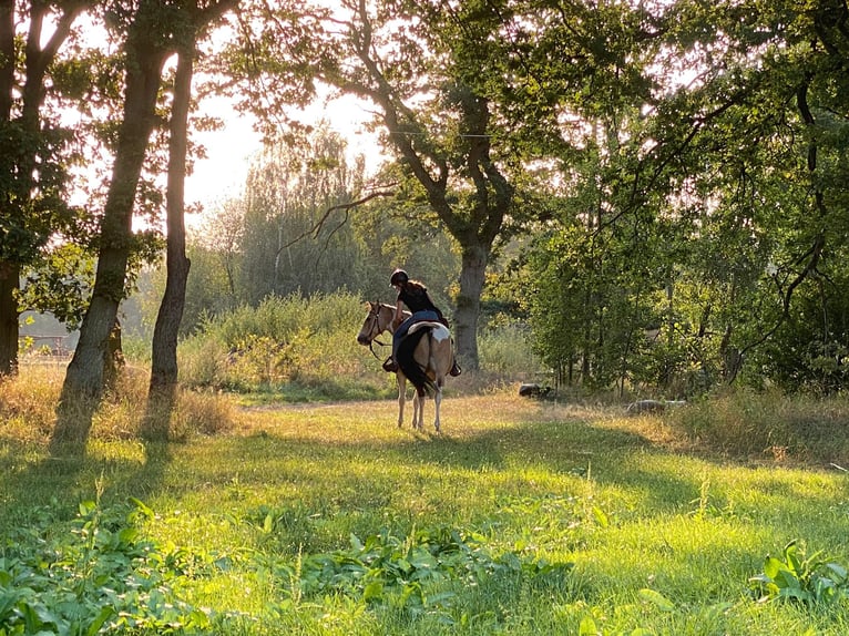 American Quarter Horse Mix Ruin 16 Jaar 150 cm Gevlekt-paard in Putlitz