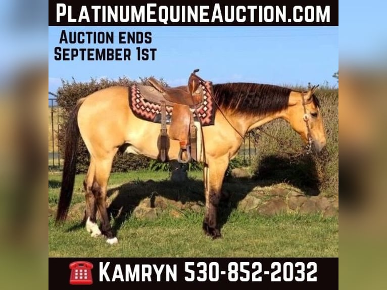 American Quarter Horse Ruin 16 Jaar 152 cm Buckskin in Pleasant Grove CA