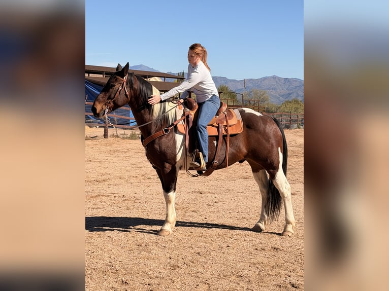 American Quarter Horse Mix Ruin 16 Jaar 152 cm Gevlekt-paard in Scottsdale