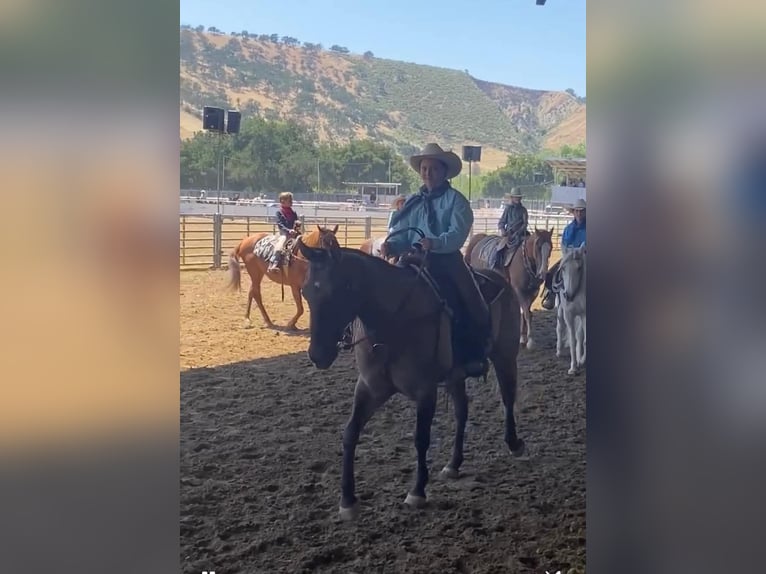 American Quarter Horse Ruin 16 Jaar 152 cm Grullo in Tres Pinos