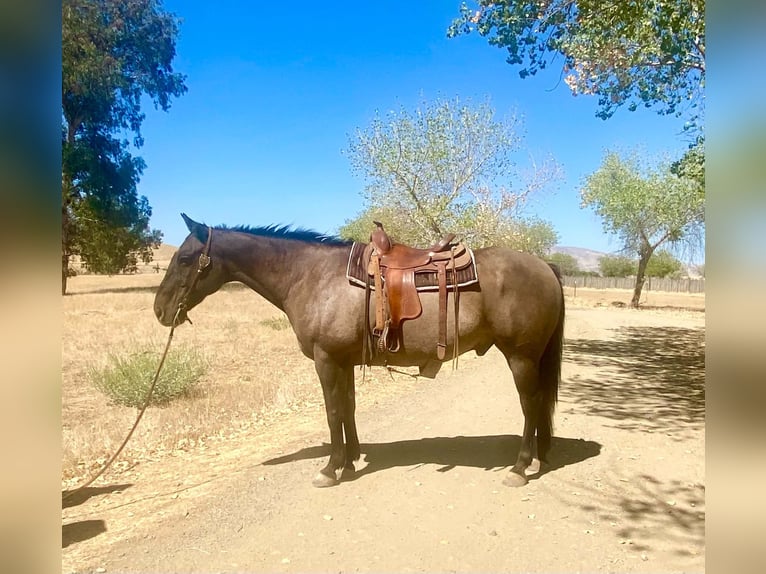 American Quarter Horse Ruin 16 Jaar 152 cm Grullo in Tres Pinos