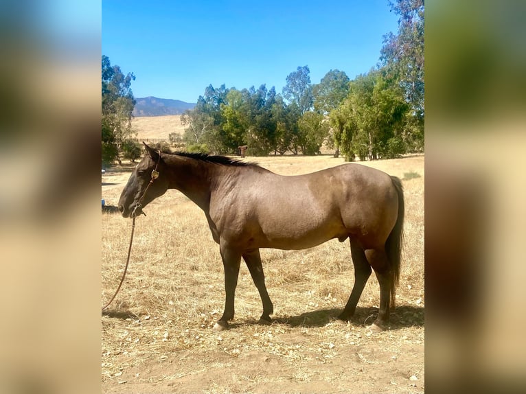 American Quarter Horse Ruin 16 Jaar 152 cm Grullo in Tres Pinos