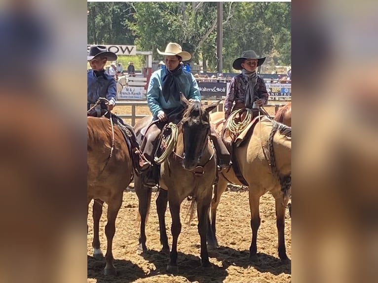 American Quarter Horse Ruin 16 Jaar 152 cm Grullo in Tres Pinos