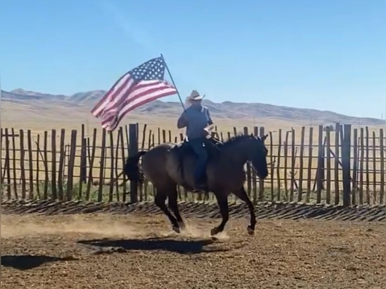 American Quarter Horse Ruin 16 Jaar 152 cm Grullo in Tres Pinos