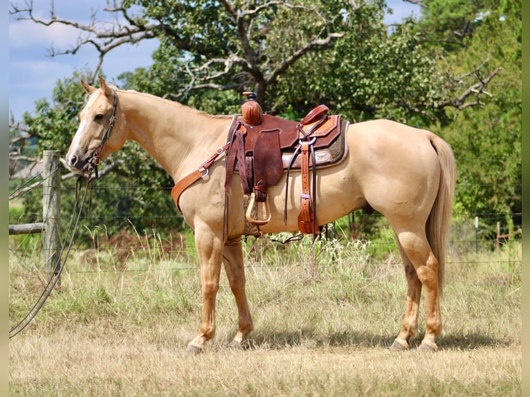 American Quarter Horse Ruin 16 Jaar 152 cm Palomino in Willis Point TX
