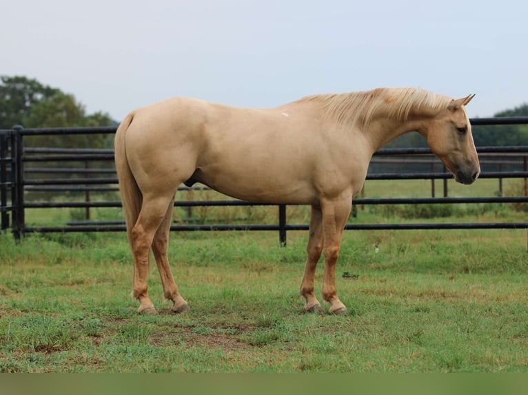 American Quarter Horse Ruin 16 Jaar 152 cm Palomino in Willis Point TX