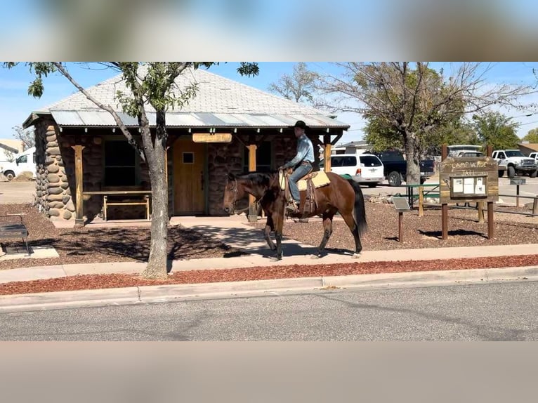 American Quarter Horse Ruin 16 Jaar 152 cm Roodbruin in Camp Verde Az